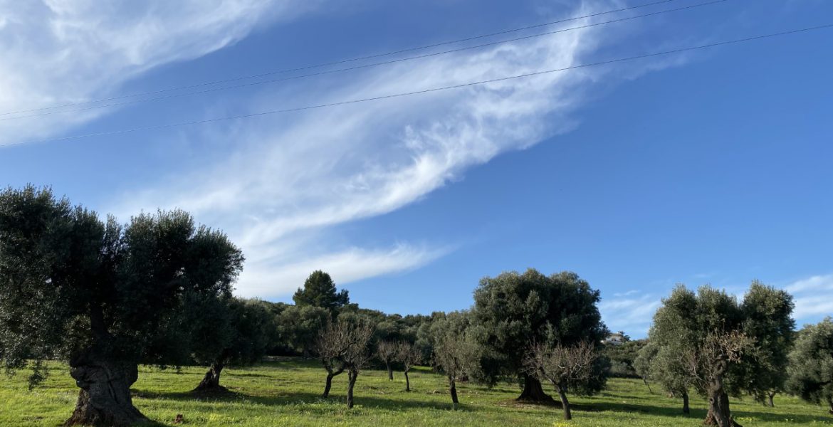 Piante di Ulivo in Puglia
