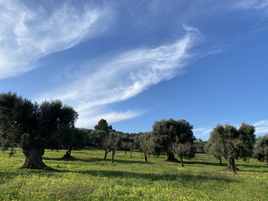 Piante di Ulivo in Puglia