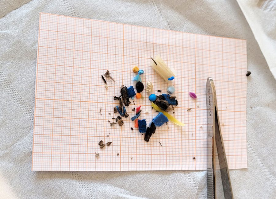microplastiche